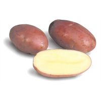 BATATA ASTERIX